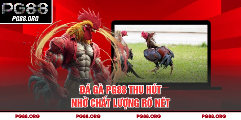 Đá gà PG88 thu hút nhờ chất lượng rõ nét