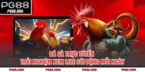 Đá Gà Trực Tuyến - Trải Nghiệm Xem Live Sôi Động Mỗi Ngày